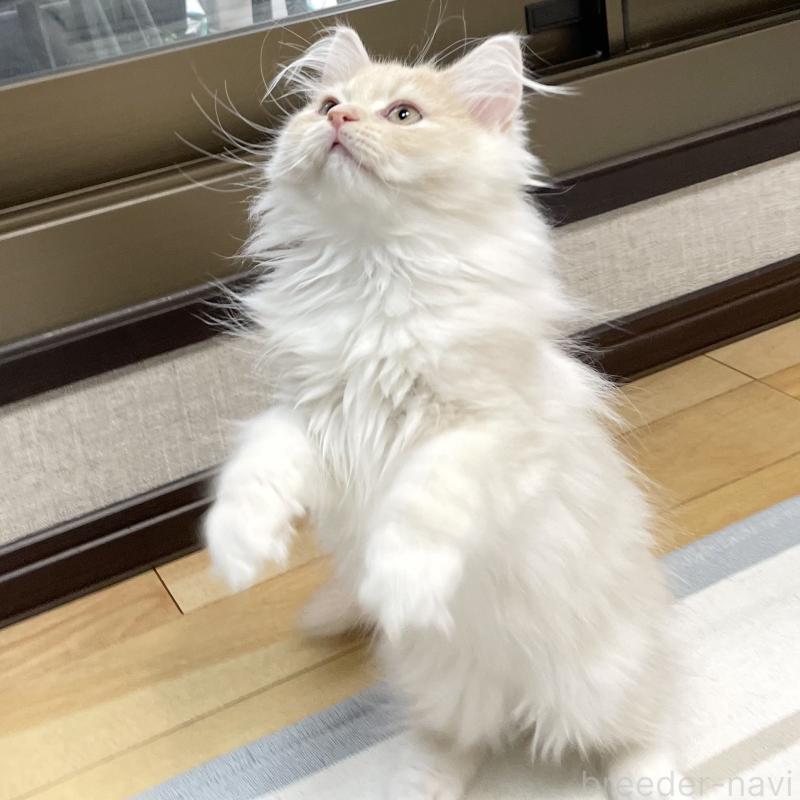 成約済の愛知県のミヌエット-129449の13枚目