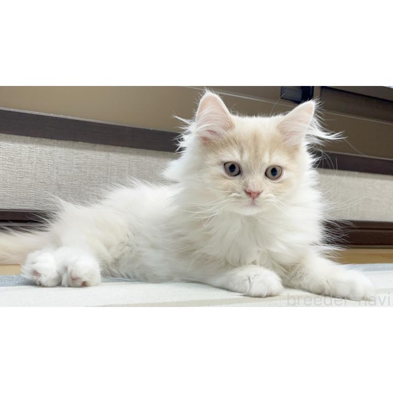 成約済の愛知県のミヌエット-129449の12枚目