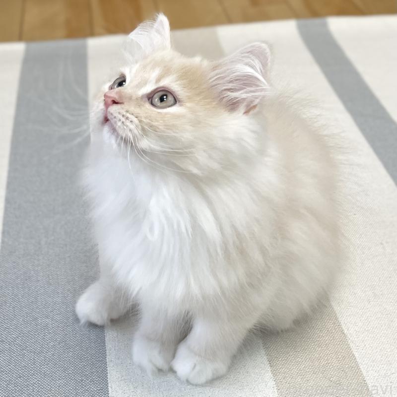 成約済の愛知県のミヌエット-129449の10枚目