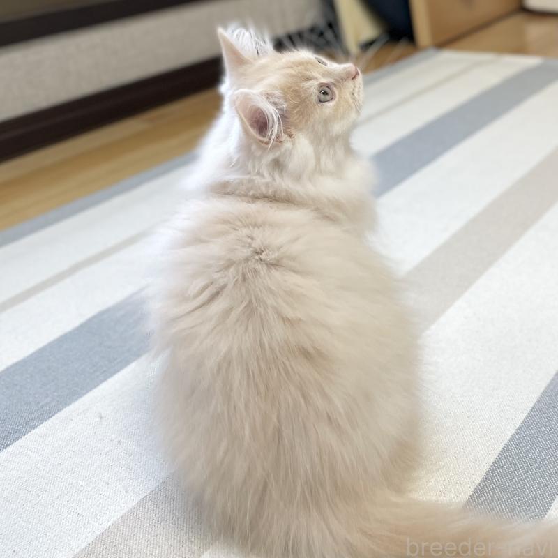 成約済の愛知県のミヌエット-129449の9枚目