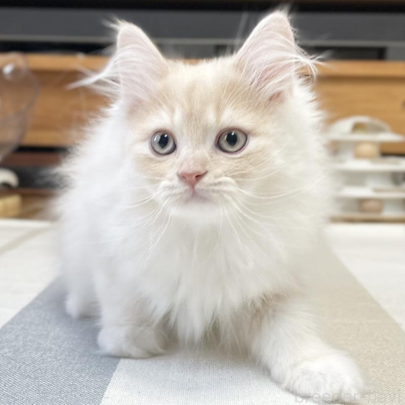 成約済の愛知県のミヌエット-129449の8枚目