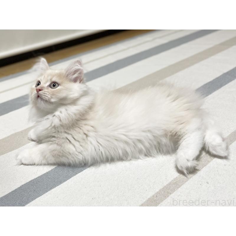 成約済の愛知県のミヌエット-129449の7枚目