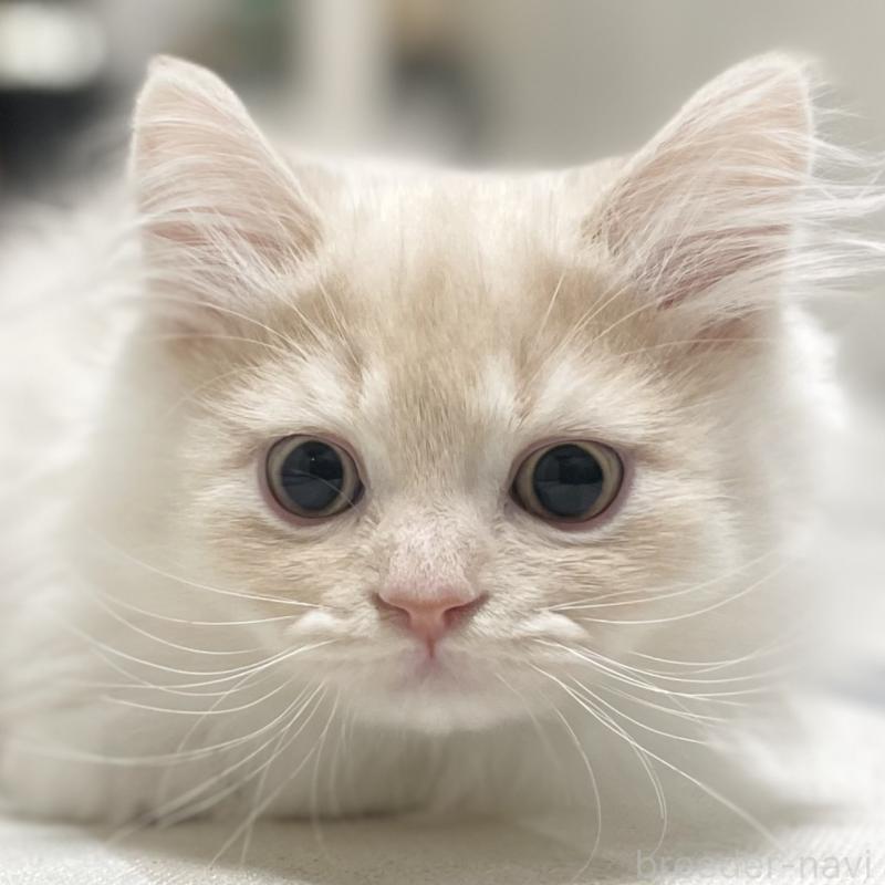 成約済の愛知県のミヌエット-129449の6枚目