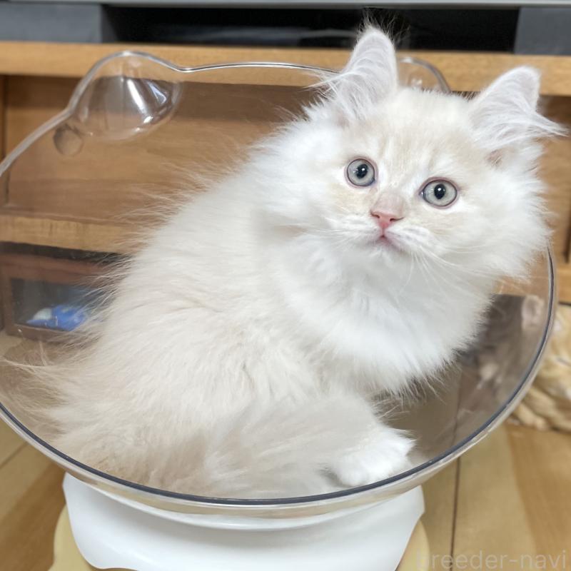 成約済の愛知県のミヌエット-129449の2枚目