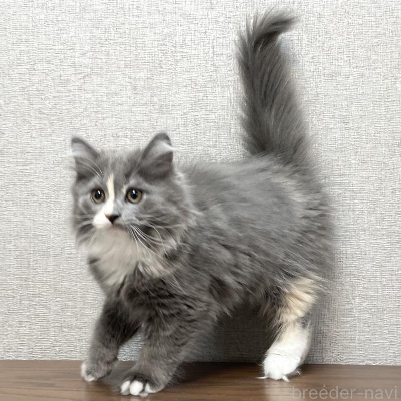 販売中の愛知県のミヌエット-129450の15枚目