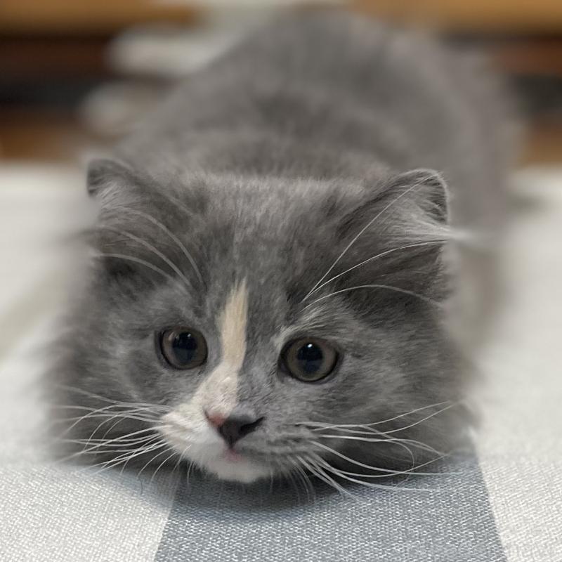 販売中の愛知県のミヌエット-129450の13枚目