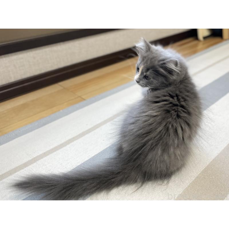 販売中の愛知県のミヌエット-129450の10枚目