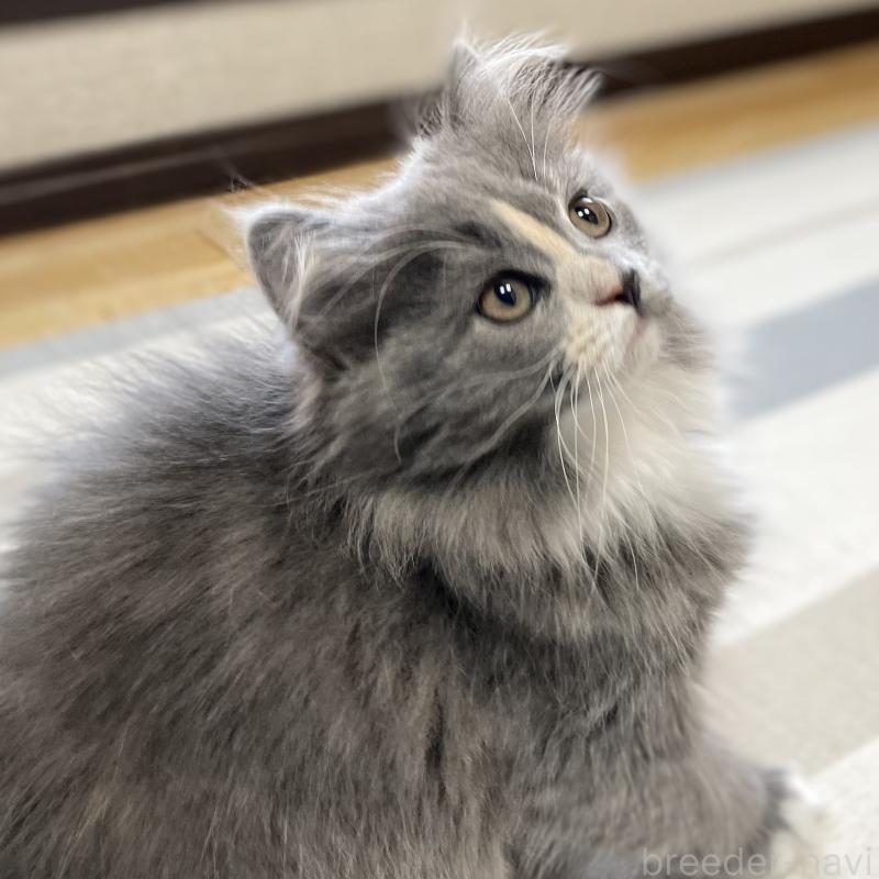 販売中の愛知県のミヌエット-129450の9枚目