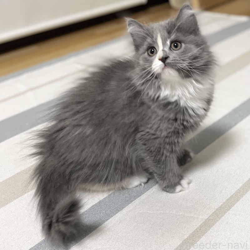 販売中の愛知県のミヌエット-129450の7枚目