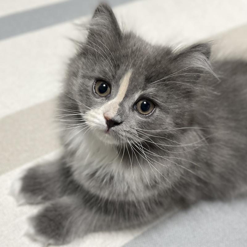 販売中の愛知県のミヌエット-129450の5枚目