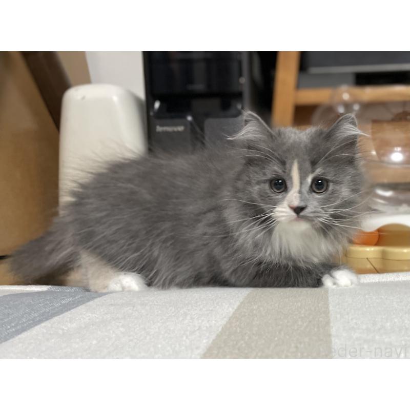 販売中の愛知県のミヌエット-129450の4枚目