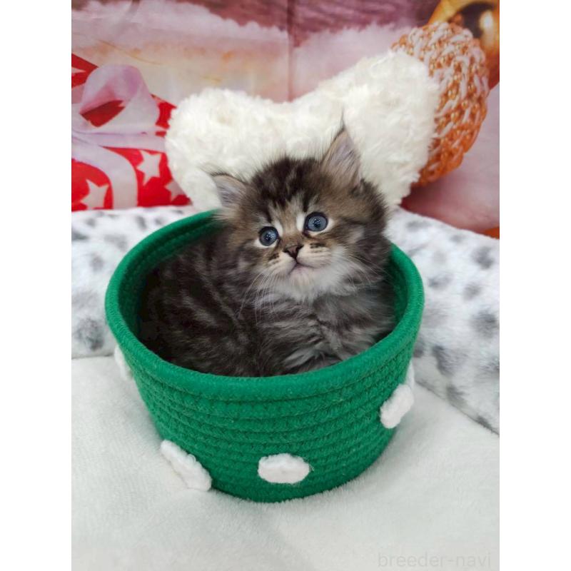 販売中の埼玉県のサイベリアン-132772の5枚目