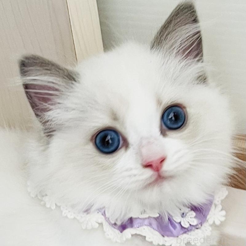 販売中の福島県のラグドール-130960