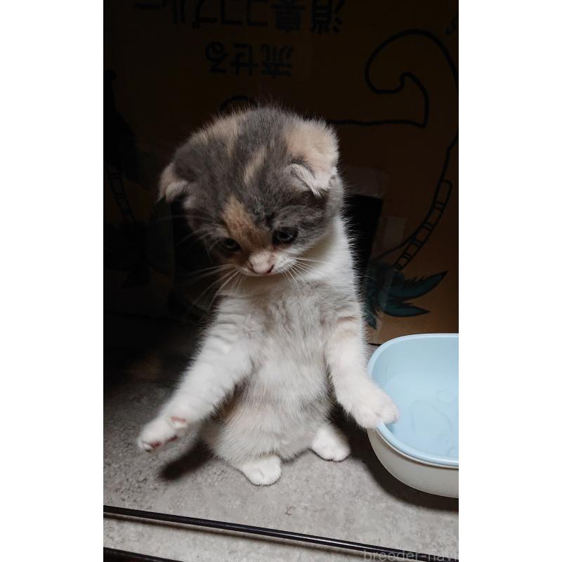 販売中の兵庫県のスコティッシュフォールド(折れ耳)-132934の6枚目