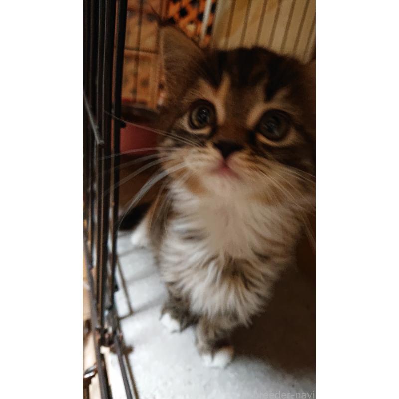 販売中の兵庫県のスコティッシュフォールド-132938の4枚目