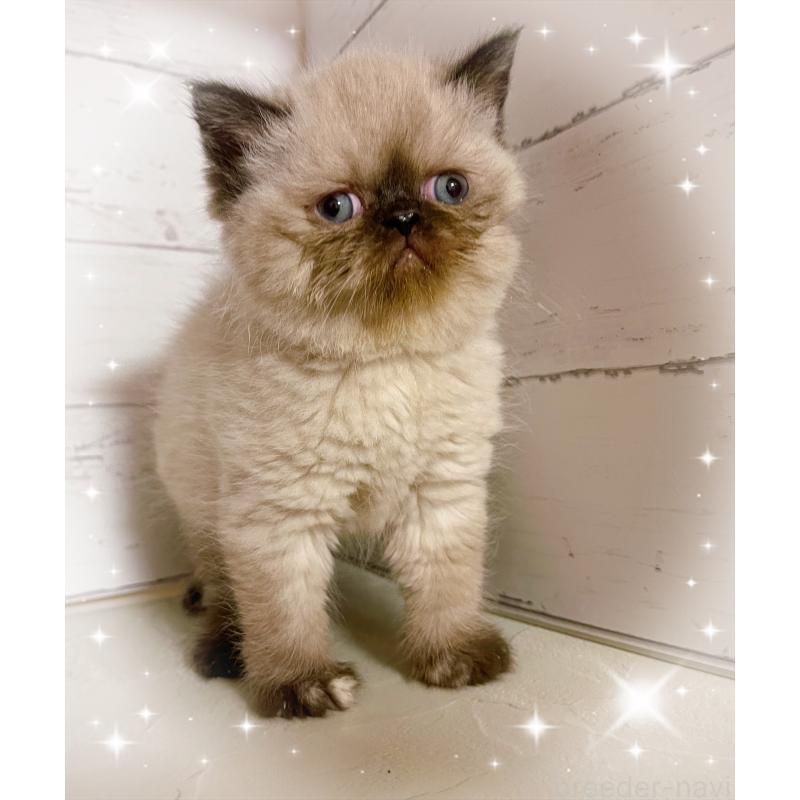 販売中の東京都のエキゾチックショートヘア-133757の5枚目