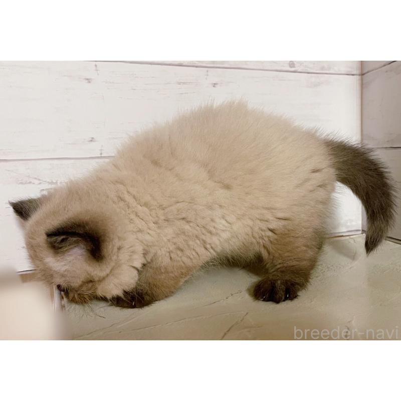 販売中の東京都のエキゾチックショートヘア-133757の4枚目