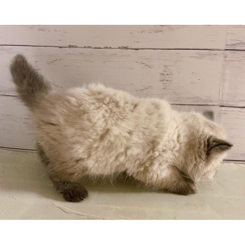 販売中の東京都のエキゾチックショートヘア-133757の3枚目