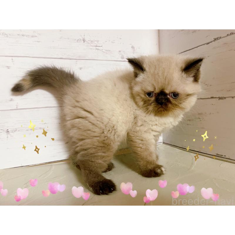 販売中の東京都のエキゾチックショートヘア-133757の2枚目