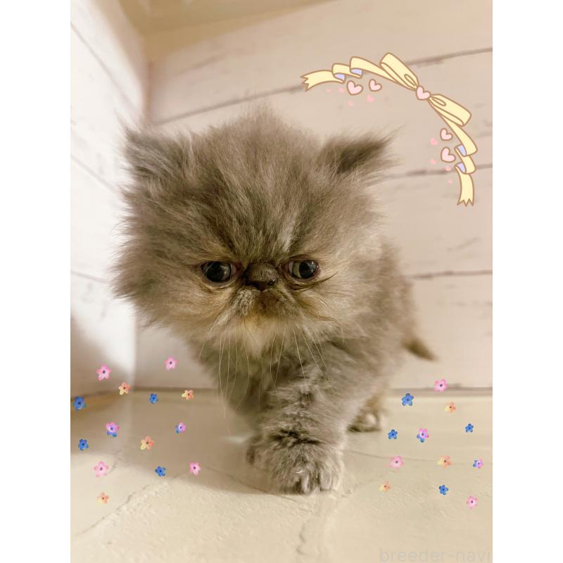 販売中の東京都のエキゾチックショートヘア-133758の5枚目