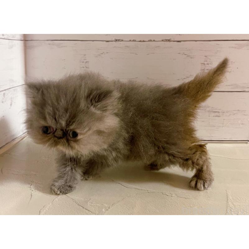 販売中の東京都のエキゾチックショートヘア-133758の3枚目