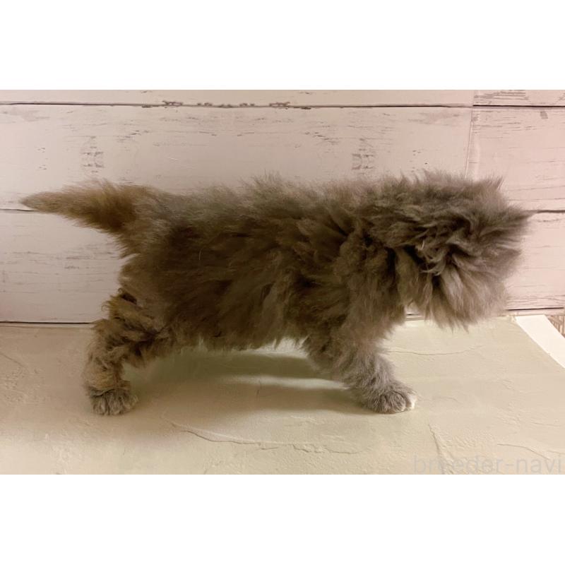 販売中の東京都のエキゾチックショートヘア-133758の2枚目