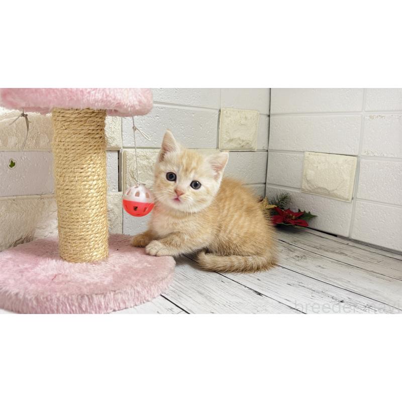 販売中の埼玉県のマンチカン(短足)-131366の10枚目