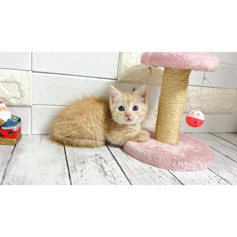 販売中の埼玉県のマンチカン(短足)-131366の9枚目