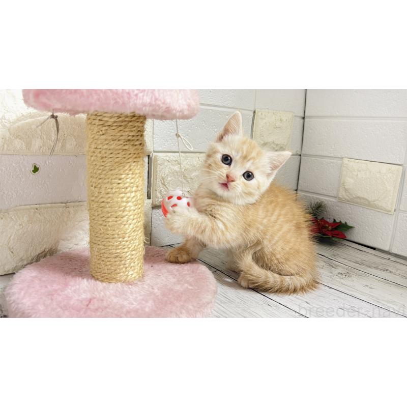 販売中の埼玉県のマンチカン(短足)-131366の8枚目