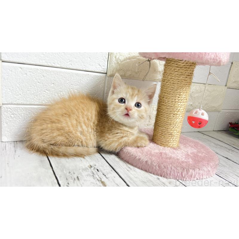 販売中の埼玉県のマンチカン(短足)-131366の7枚目