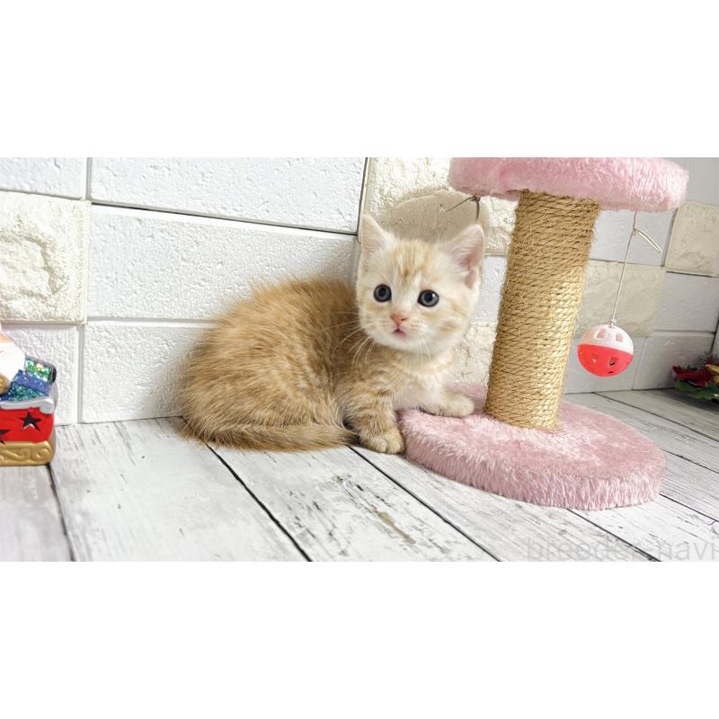 販売中の埼玉県のマンチカン(短足)-131366の6枚目