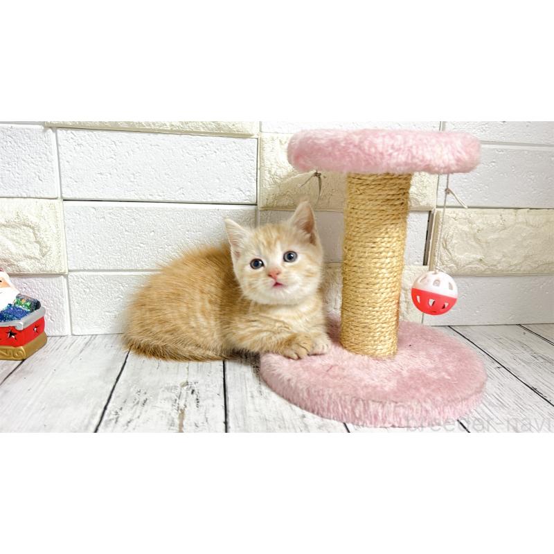 販売中の埼玉県のマンチカン(短足)-131366の5枚目