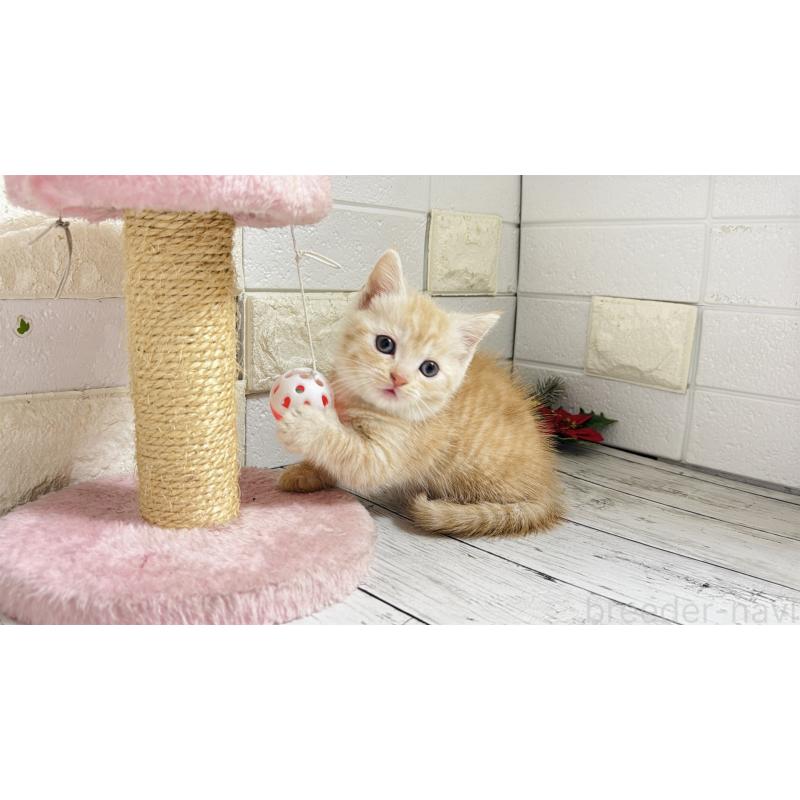 販売中の埼玉県のマンチカン(短足)-131366の4枚目