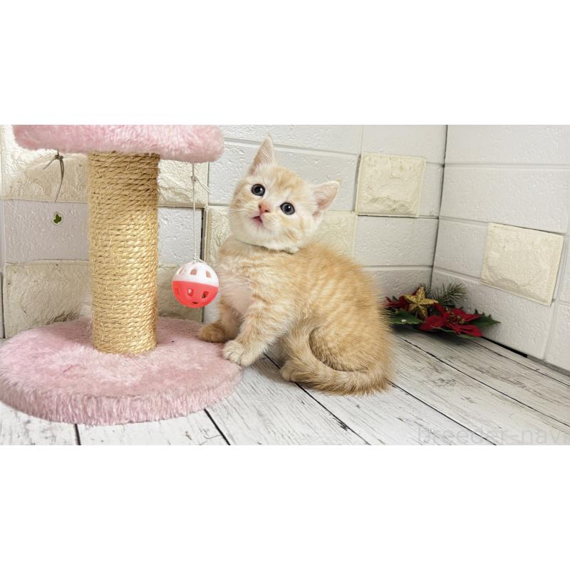 販売中の埼玉県のマンチカン(短足)-131366の3枚目