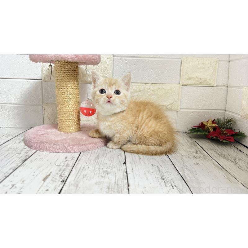 販売中の埼玉県のマンチカン(短足)-131366の2枚目