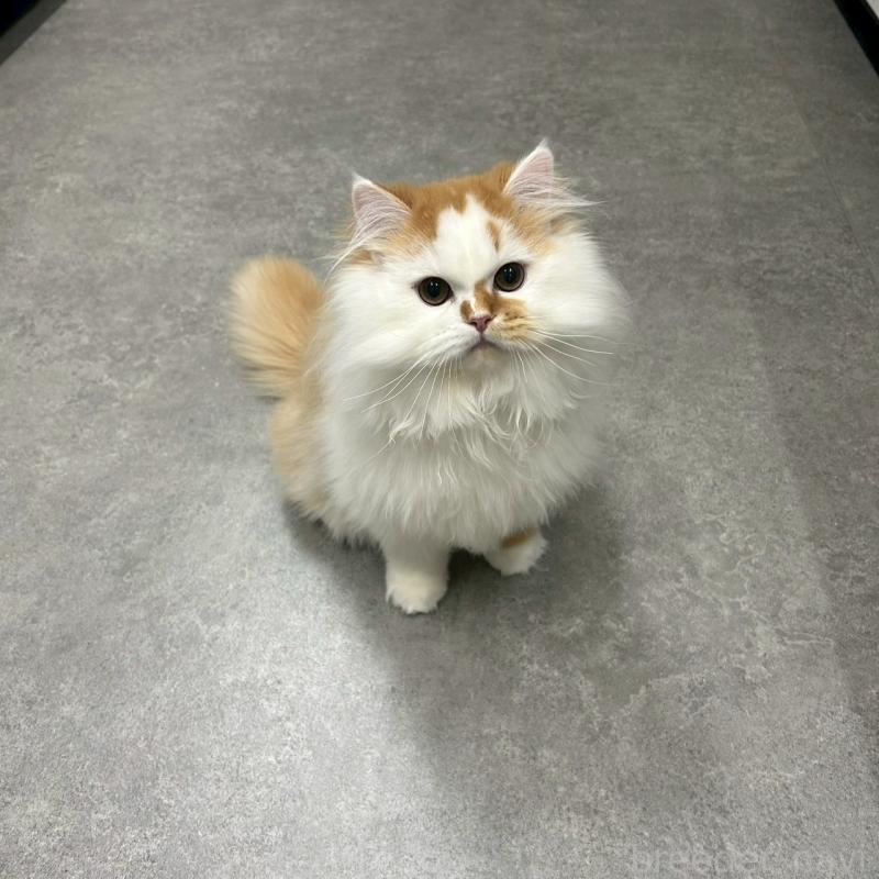 販売中の千葉県のマンチカン-127808の1枚目