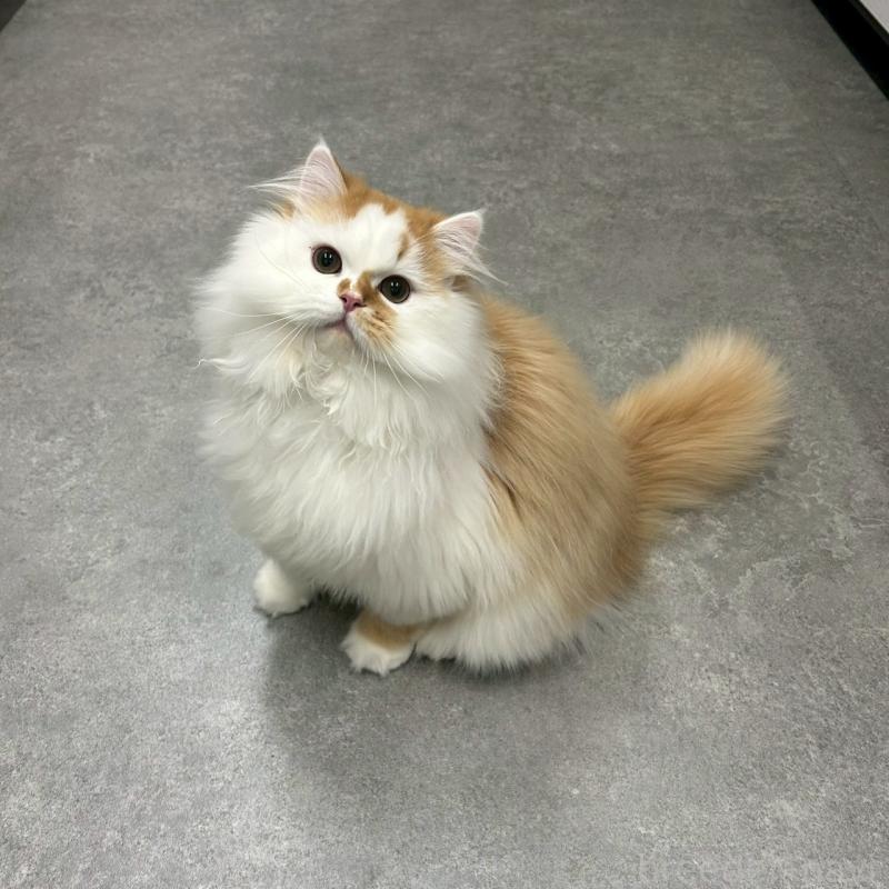 販売中の千葉県のマンチカン-127808の3枚目