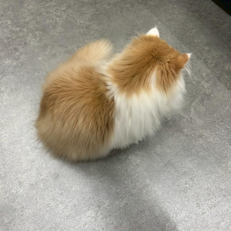 販売中の千葉県のマンチカン-127808の2枚目