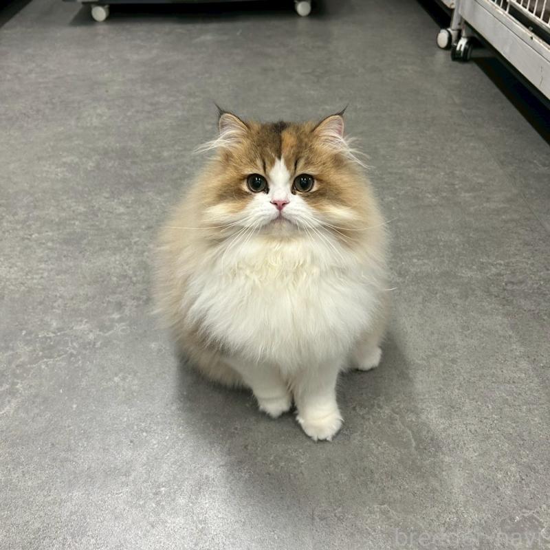 販売中の千葉県のマンチカン-127812