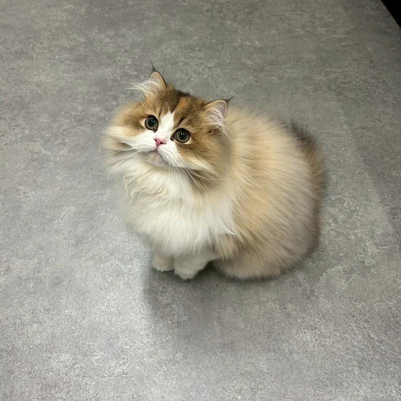 販売中の千葉県のマンチカン-127812の3枚目