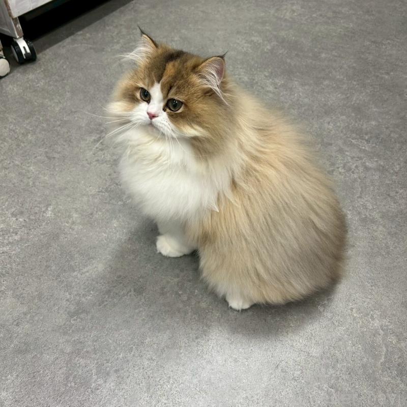 販売中の千葉県のマンチカン-127812の2枚目