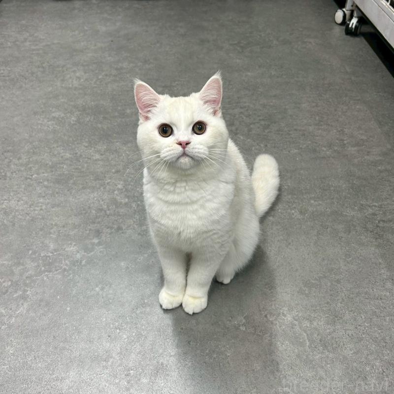 販売中の千葉県のマンチカン-127815