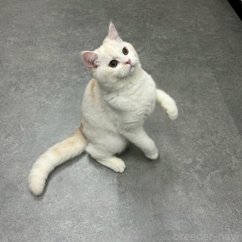 販売中の千葉県のマンチカン-127815の3枚目