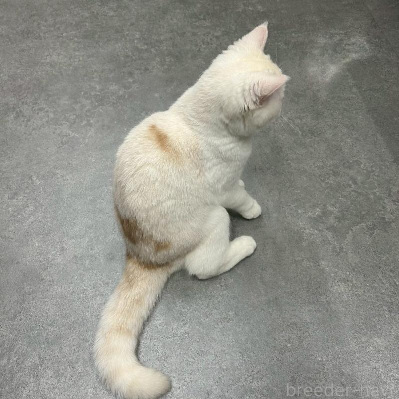 販売中の千葉県のマンチカン-127815の2枚目