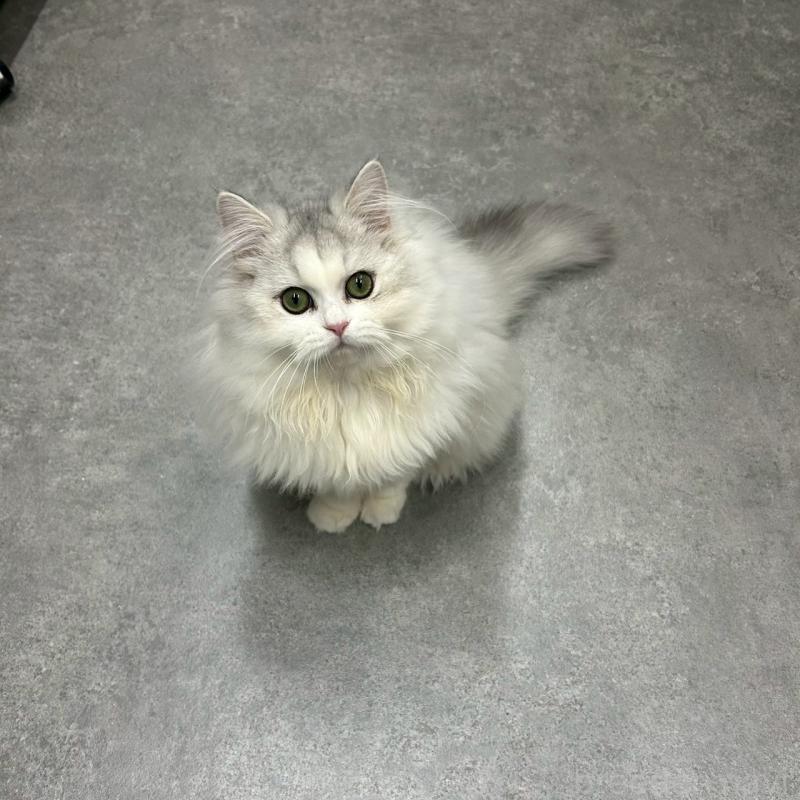 販売中の千葉県のマンチカン-127816