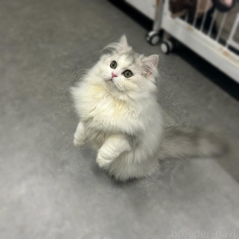 販売中の千葉県のマンチカン-127816の3枚目