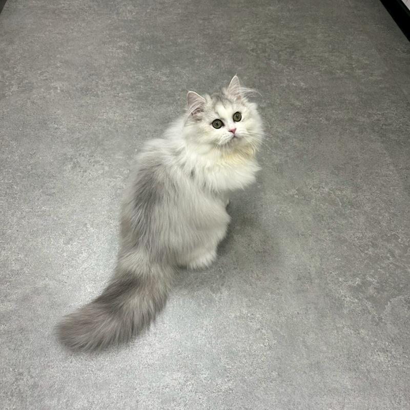 販売中の千葉県のマンチカン-127816の2枚目