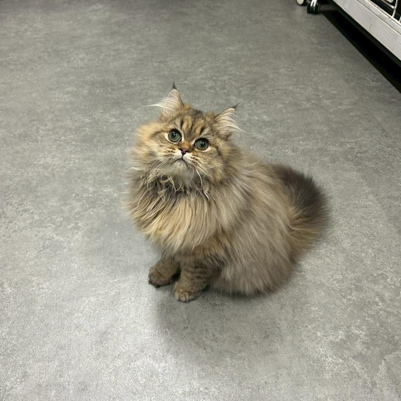 販売中の千葉県のマンチカン-127819