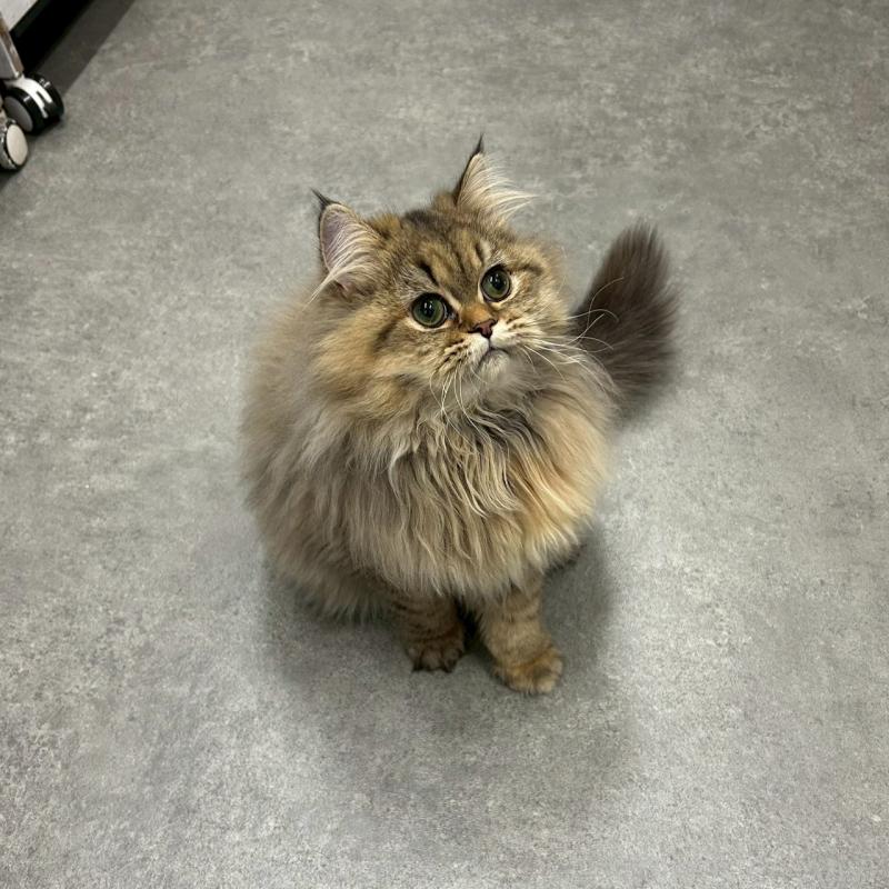 販売中の千葉県のマンチカン-127819の3枚目