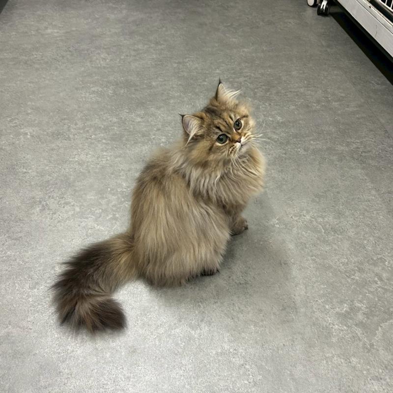 販売中の千葉県のマンチカン-127819の2枚目